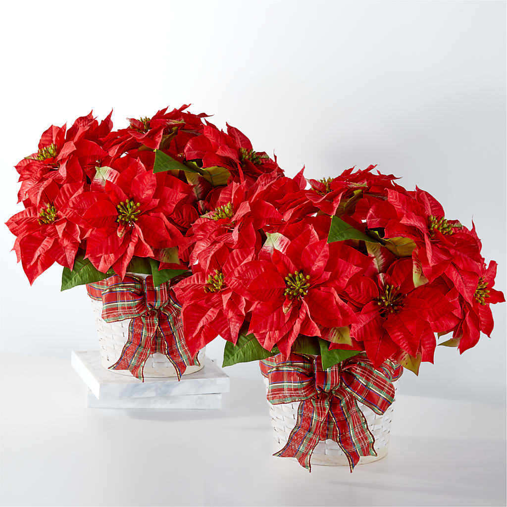 Happiest Holidays Poinsettia Bundle – CONNIE'S FLORAL ARRANGEMENTS, Virginia Beach VA