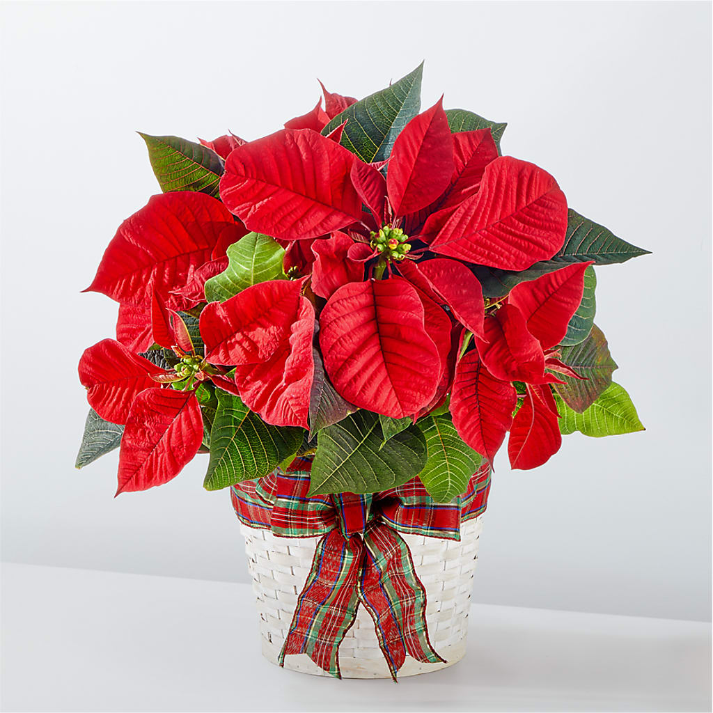 Happiest Holidays Poinsettia – CONNIE'S FLORAL ARRANGEMENTS, Virginia Beach VA
