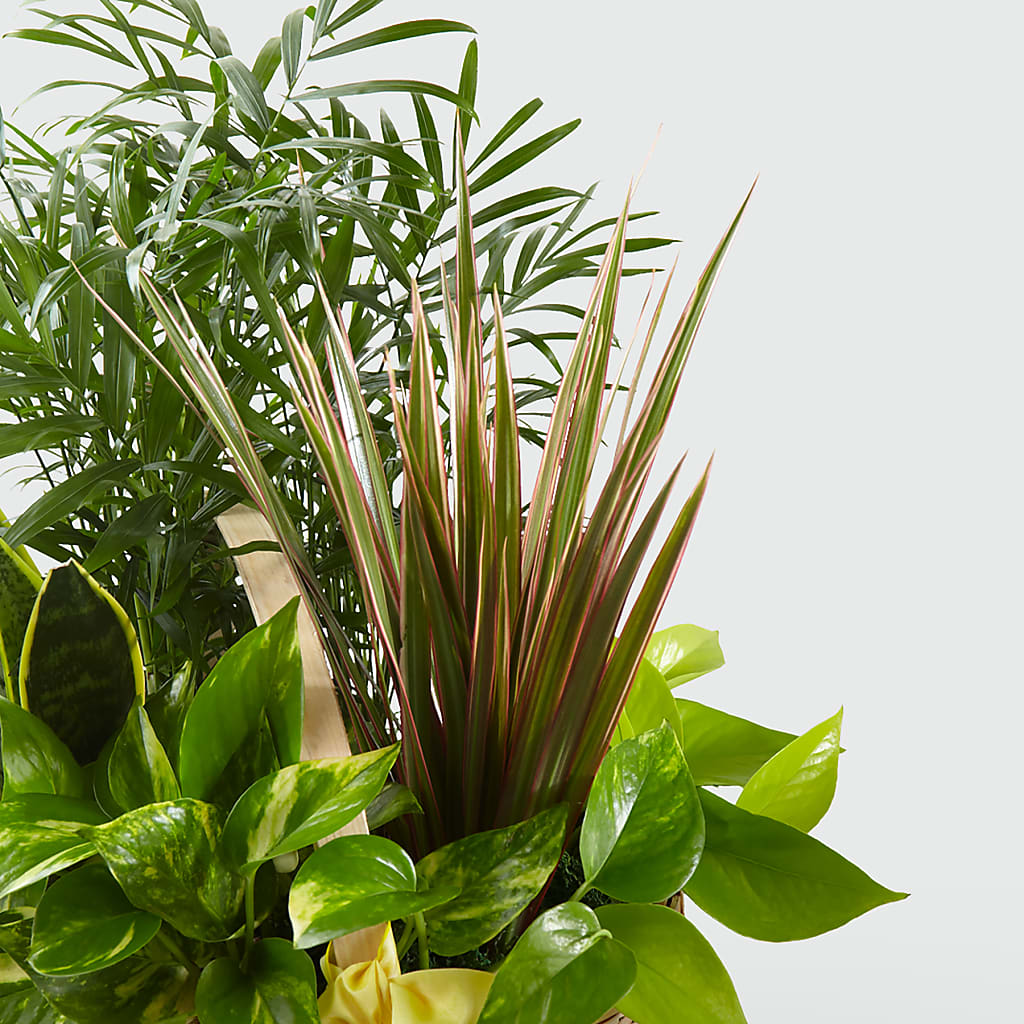 French Garden – CONNIE'S FLORAL ARRANGEMENTS, Virginia Beach VA