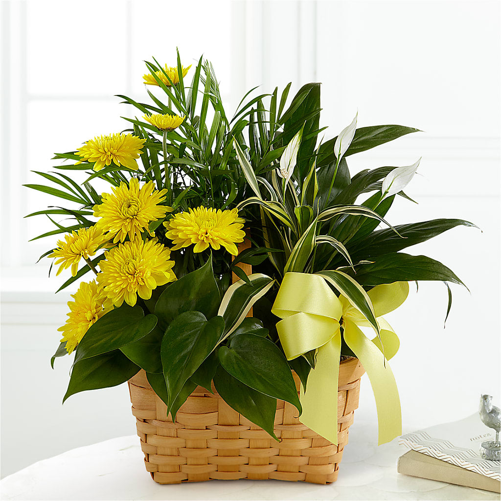Loving Light Dishgarden – CONNIE'S FLORAL ARRANGEMENTS, Virginia Beach VA