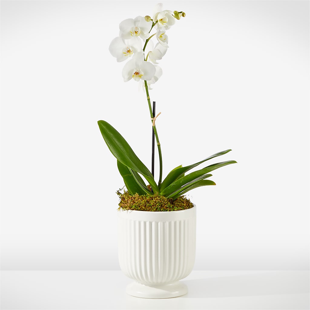 Whispering White Orchid – CONNIE'S FLORAL ARRANGEMENTS, Virginia Beach VA