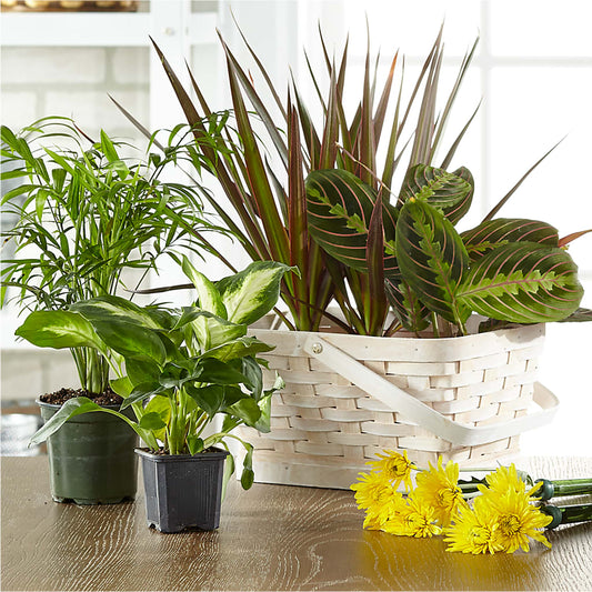 Florist Designed Blooming and Green Plants in a Basket – CONNIE'S FLORAL ARRANGEMENTS, Virginia Beach VA