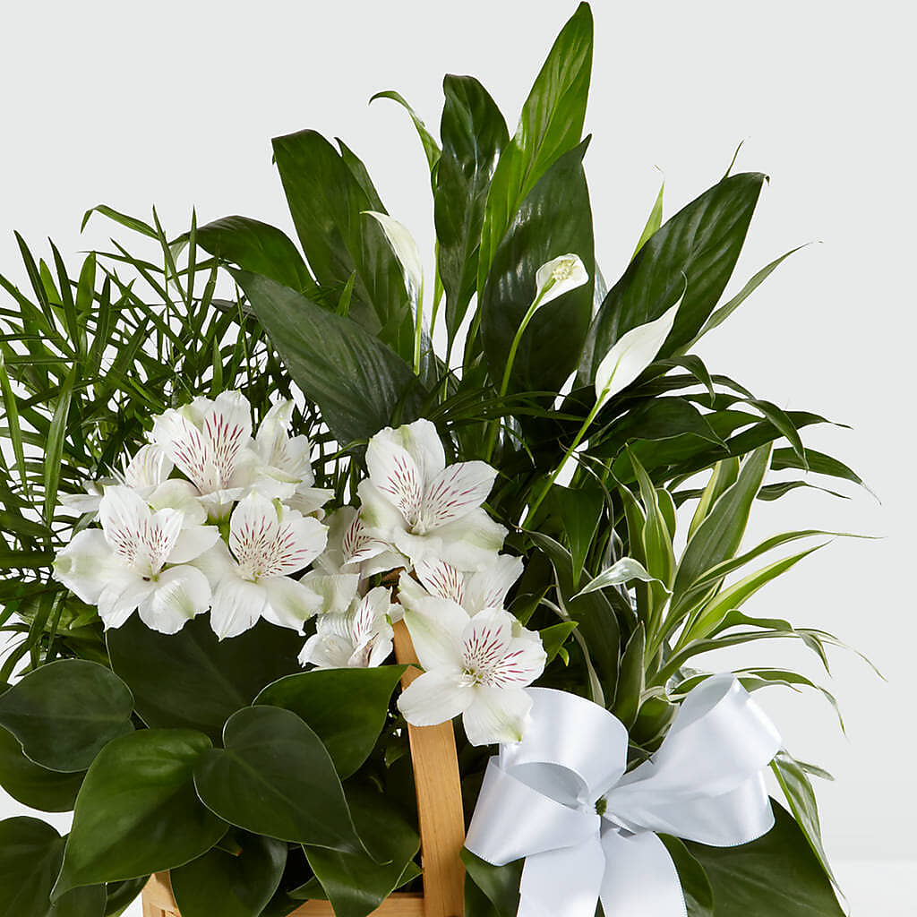 Peace & Serenity Dishgarden – CONNIE'S FLORAL ARRANGEMENTS, Virginia Beach VA