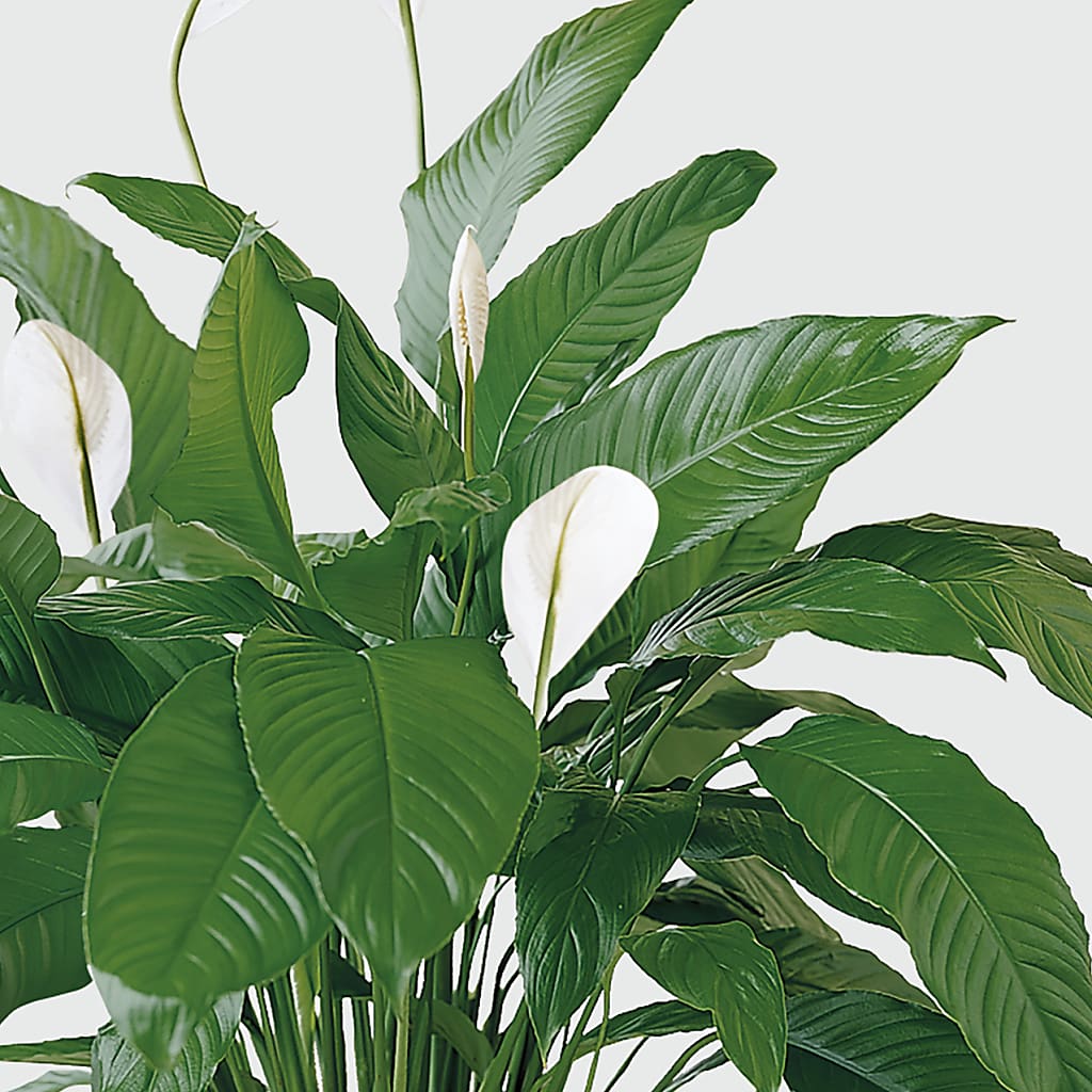 Tranquil Moments Peace Lily Plant – CONNIE'S FLORAL ARRANGEMENTS, Virginia Beach VA