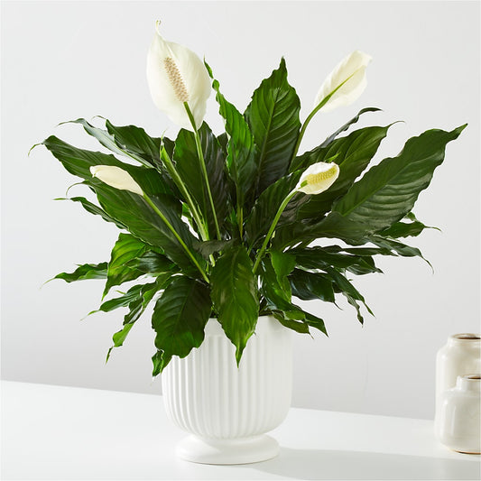 Comfort Planter – CONNIE'S FLORAL ARRANGEMENTS, Virginia Beach VA